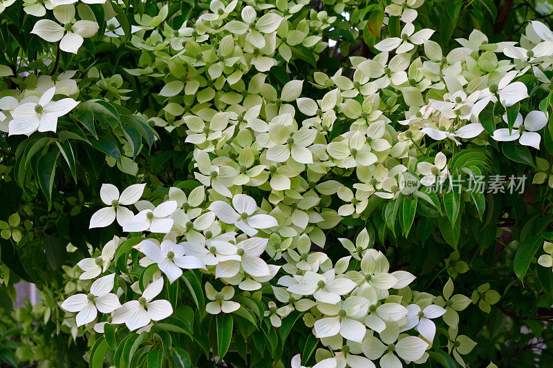 山茱萸/日本山茱萸:美丽的开花植物